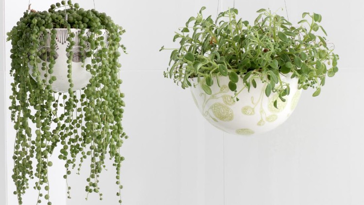 String of Pearls (Senecio rowleyanus) and Nodding Violet (Streptocarpus Caulescens) plants.