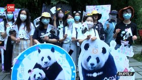 VIDEO: Ulang Tahun Panda Dirayakan Meriah