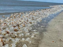 Hii... Ribuan Ubur-ubur Terdampar Penuhi Pantai Amerika