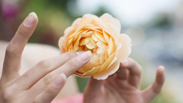Young beautiful woman in roses garden