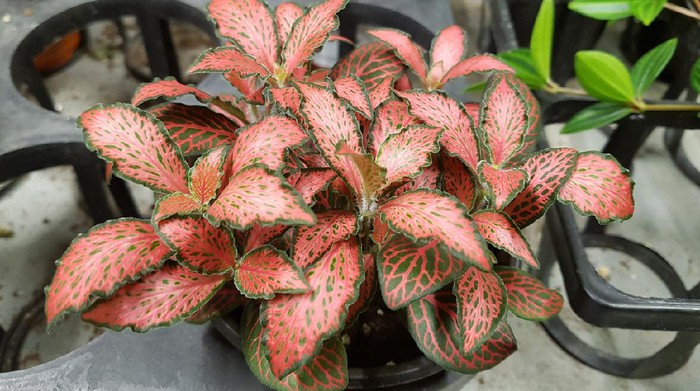 Fittonia verschaffeltii Argyroneura minima in market