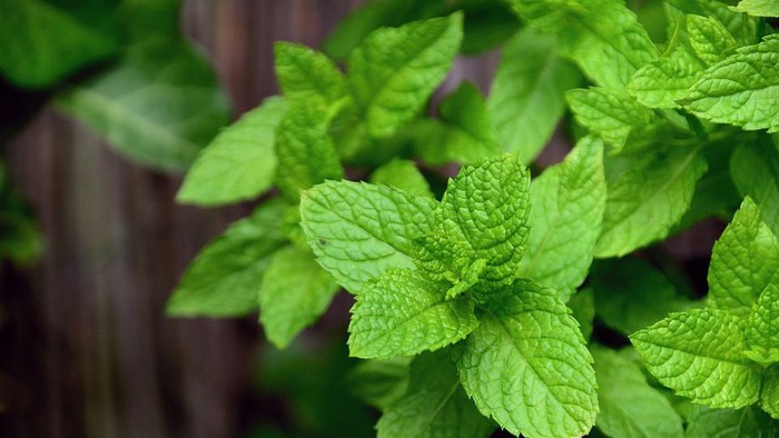 Wajib Tahu! Inilah 7 Manfaat Luar Biasa Daun Mint untuk Kesehatan dan Kecantikan