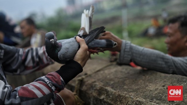FOTO: Adu Gengsi Ketangkasan Merpati