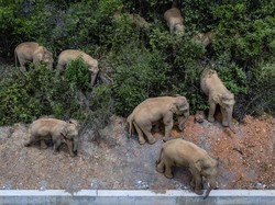 Kawanan Gajah Datangi Kota Besar di China, Tempuh Perjalanan 500 Km
