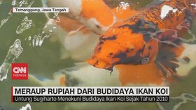 VIDEO: Meraup Rupiah dari Budidaya Ikan Koi