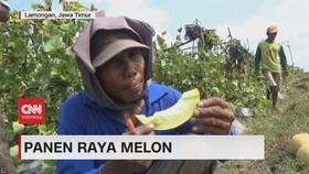 VIDEO: Panen Raya Melon