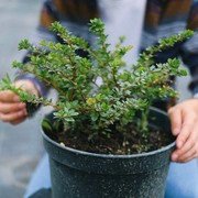 Jangan Tunggu Lama, Ini 6 Tanda Tanaman Hias Harus Segera Ganti Pot
