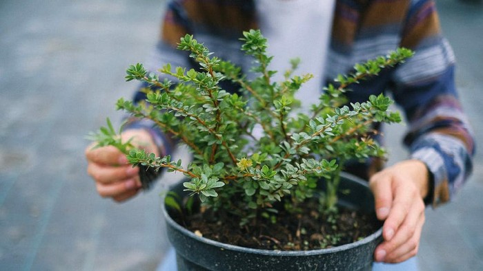 Jangan Tunggu Lama, Ini 6 Tanda Tanaman Hias Harus Segera Ganti Pot