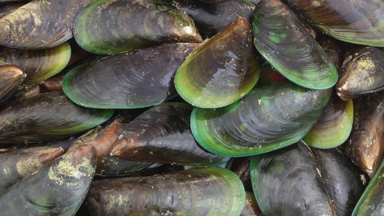 Resep Kerang Hijau Saus Tiram Resep Kerang Hijau Saus Tiram