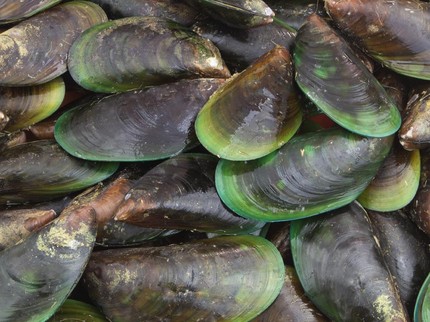 Resep dan Cara Memasak Kerang yang Tepat, Tak Masalah Jika Tetap Menutup