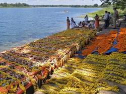 Abu 1.200 Korban Corona di India Ditenggelamkan di Sungai