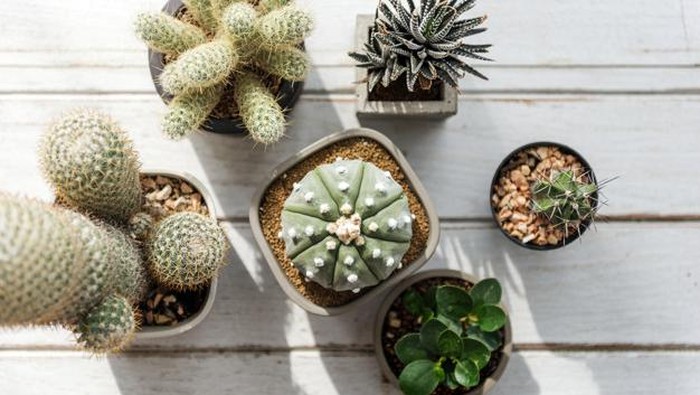 Unik dan Indah, Intip Jenis Kaktus yang Dapat Menghiasi Rumah