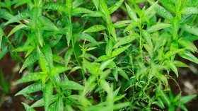 8 Manfaat Sehat Sambiloto untuk Tubuh