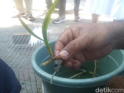 Sudah Tahu? Ini 3 Tumbuhan yang Bisa Menyelamatkan Bumi