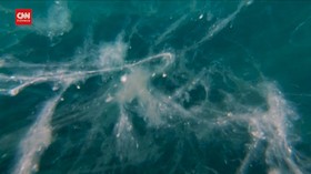 VIDEO: Lendir Laut Mengerikan yang Membunuh Ikan dan Karang