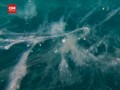 VIDEO: Lendir Laut Mengerikan yang Membunuh Ikan dan Karang