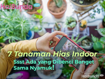 7 Tanaman Hias Indoor, Ssst Ada yang Dibenci Banget Sama Nyamuk!