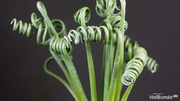 PERTUMBUHAN &amp; PENEMPATAN TANAMAN HIAS SUKULEN CORKSCREW ALBUCA