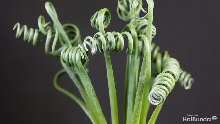 Leaves of a corkscrew albuca, Albuca spiralis, with a black background.