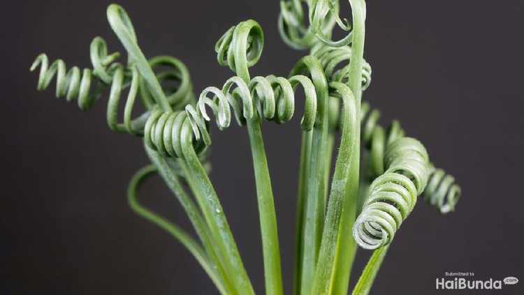 Leaves of a corkscrew albuca, Albuca spiralis, with a black background.
