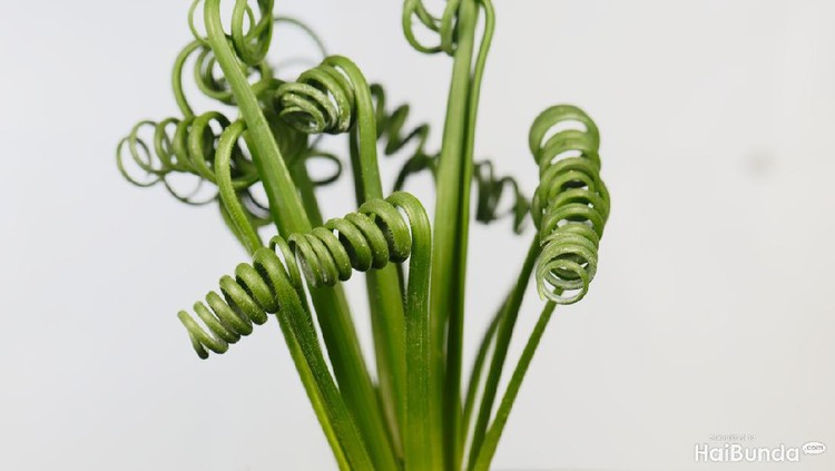 Leaves of a corkscrew albuca, Albuca spiralis, with a white background.