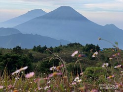 Mulai 19 Januari 2026, Pendakian Gunung Prau Bakal Ditutup 2 Bulan