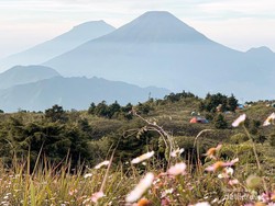 Aksi Bersih Gunung Prau Hasilkan 934 Kg Sampah, Banyak Sampah Purba