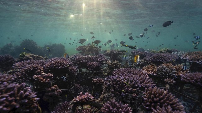 FOTO: Menyelamatkan Terumbu Karang Nusa Dua yang Sekarat