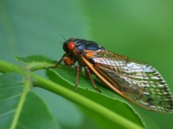 Cicada Jadi Makanan Masa Depan, Peneliti Sebut Risiko Konsumsinya