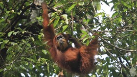 Pencekalan Penelitian Orang Utan di RI Dibahas Majalah Kampus AS