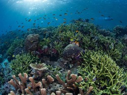 Hari Laut Sedunia 2021, Begini Perayaannya di Masa Pandemi