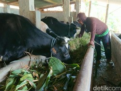 Usai Temuan Antraks, Sapi-sapi di Sidomulyo Tulungagung Divaksin