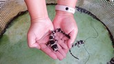 FOTO: Hiu Bambu Nyaris Punah Kini Berenang Bebas di Thailand Para peneliti dan penyelam di Thailand melepaskan anak-anak hiu bambu ke laut setelah mereka rawat sebagai upaya pelestarian hewan tersebut agar tidak punah.