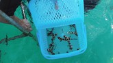 FOTO: Hiu Bambu Nyaris Punah Kini Berenang Bebas di Thailand Para peneliti dan penyelam di Thailand melepaskan anak-anak hiu bambu ke laut setelah mereka rawat sebagai upaya pelestarian hewan tersebut agar tidak punah.