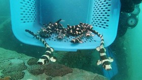 FOTO: Hiu Bambu Nyaris Punah Kini Berenang Bebas di Thailand