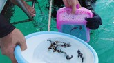 FOTO: Hiu Bambu Nyaris Punah Kini Berenang Bebas di Thailand Para peneliti dan penyelam di Thailand melepaskan anak-anak hiu bambu ke laut setelah mereka rawat sebagai upaya pelestarian hewan tersebut agar tidak punah.
