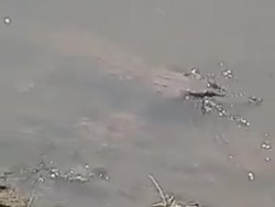 Beredar Video Penampakan Buaya di Sungai Sadar Mojokerto