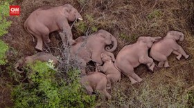 VIDEO: Peneliti Cari Penyebab Gajah Berimigrasi ke Yunan