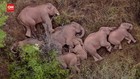 VIDEO: Peneliti Cari Penyebab Gajah Berimigrasi ke Yunan