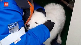 VIDEO: Aksi Penyelamatan Anjing Terdampar Dari Bongkahan Es