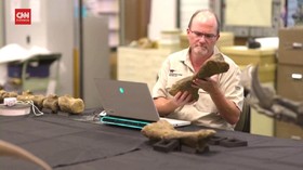 VIDEO: Fosil Dinosaurus Raksasa Ditemukan di Australia