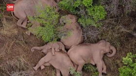 VIDEO: Momen Kawanan Gajah Tidur Siang Bersama Saat Migrasi