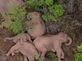 VIDEO: Momen Kawanan Gajah Tidur Siang Bersama Saat Migrasi