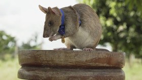 Tikus Raksasa Ahli Pelacak Bom Pensiun Usai Dapat Penghargaan