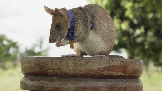 Seekor tikus raksasa Afrika yang diberi nama Magawa telah menghabiskan bertahun-tahun mengendus ranjau darat di pedesaan Kamboja.