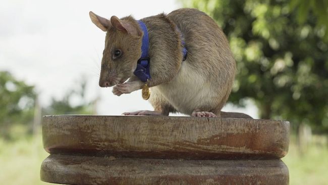 Tikus Raksasa Ahli Pelacak Bom Pensiun Usai Dapat Penghargaan Seekor tikus raksasa Afrika yang diberi nama Magawa telah menghabiskan bertahun-tahun mengendus ranjau darat di pedesaan Kamboja.