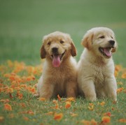 Hindari! Ini 7 Tanaman yang Beracun untuk Anjing Peliharaan