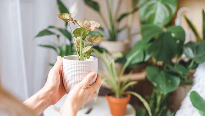 7 Tanaman yang Membuat Udara di Rumah Jadi Lebih Segar