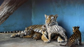 Havana Zoo Tampilkan Harimau Putih yang Langka