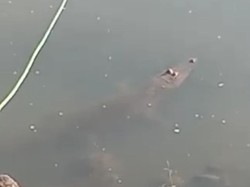 Meski Dilarang, Warga Buru Buaya yang Muncul di Sungai Sadar Mojokerto